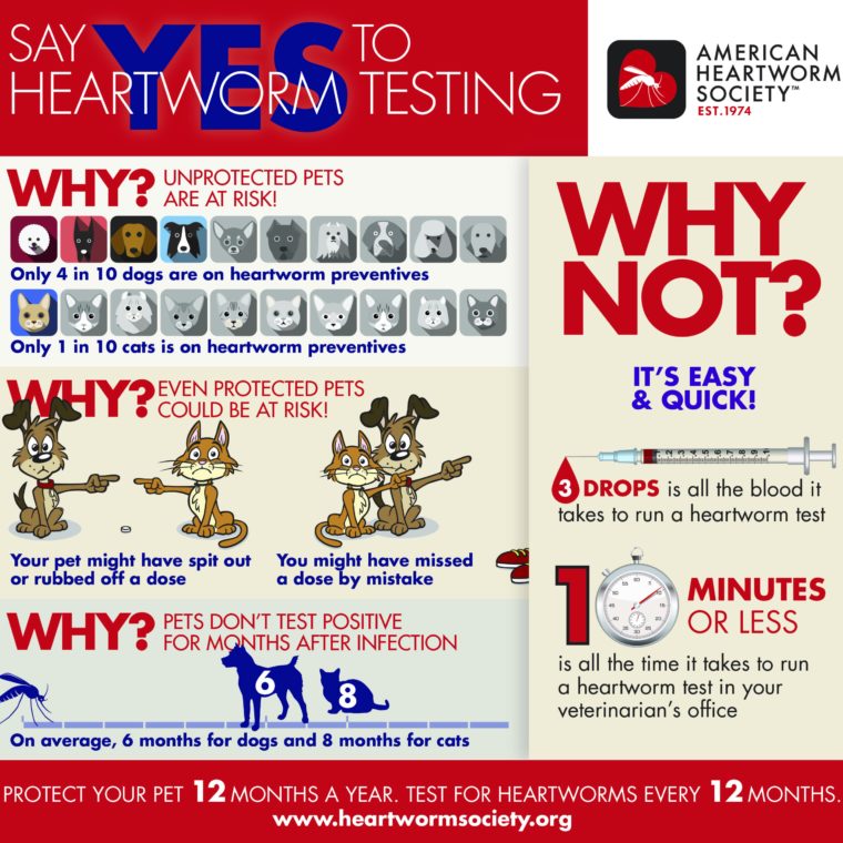 heartworm and intestinal worm treatment