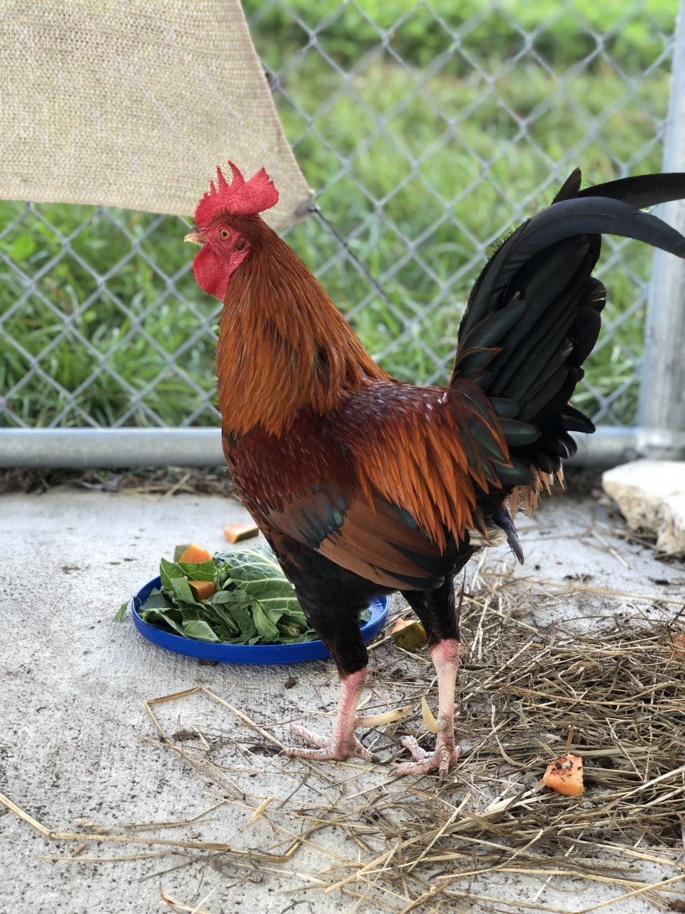 Download Max The Rooster Other Chicken Facts Florida Keys Spca