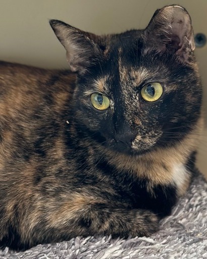 Meet Tahini!
