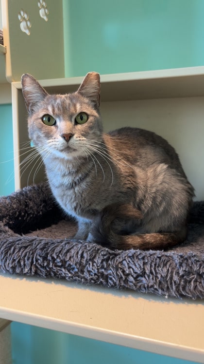 Pinkerbell Robbins 8 11 25