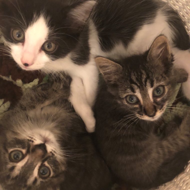 Kittens For Event